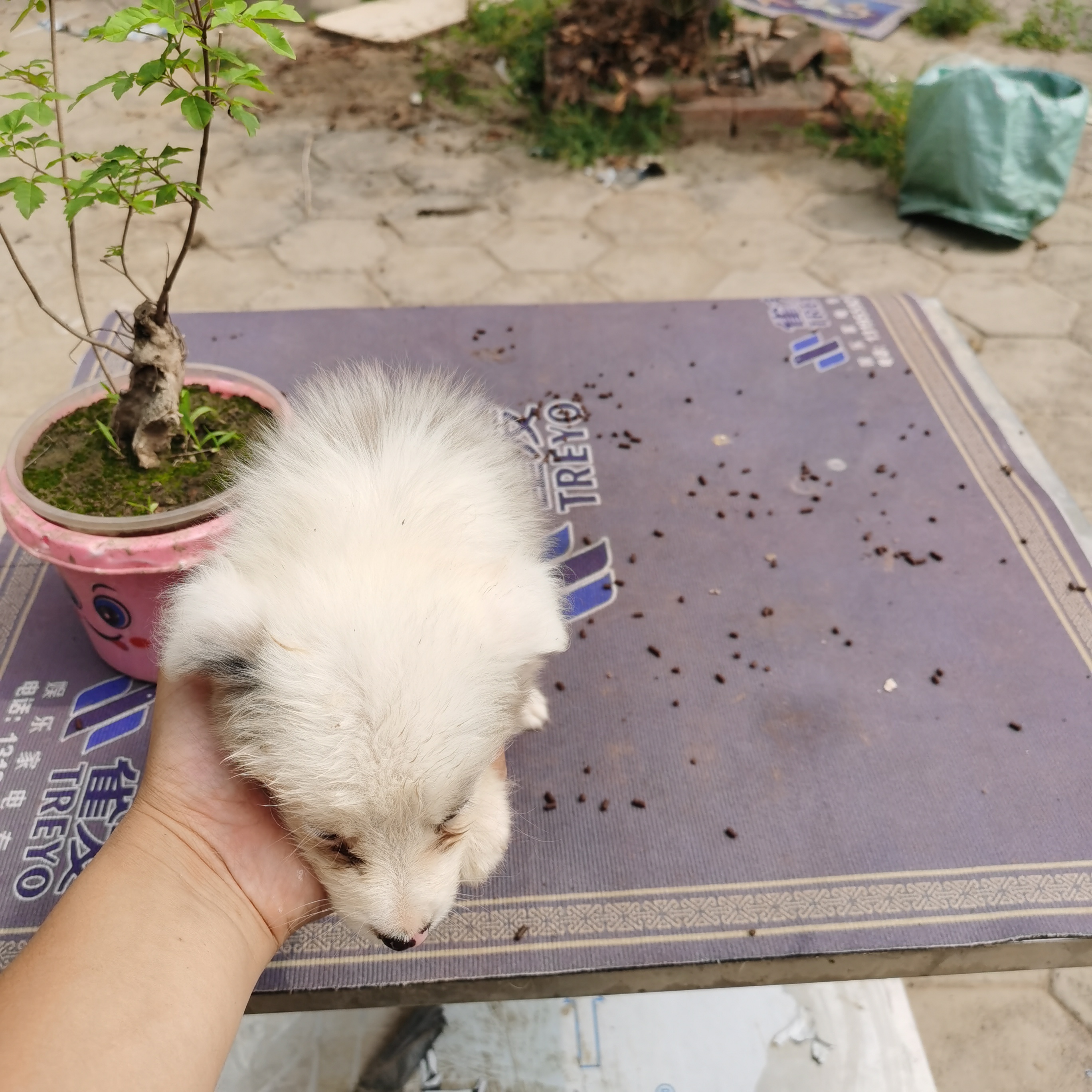 陨石边牧幼犬